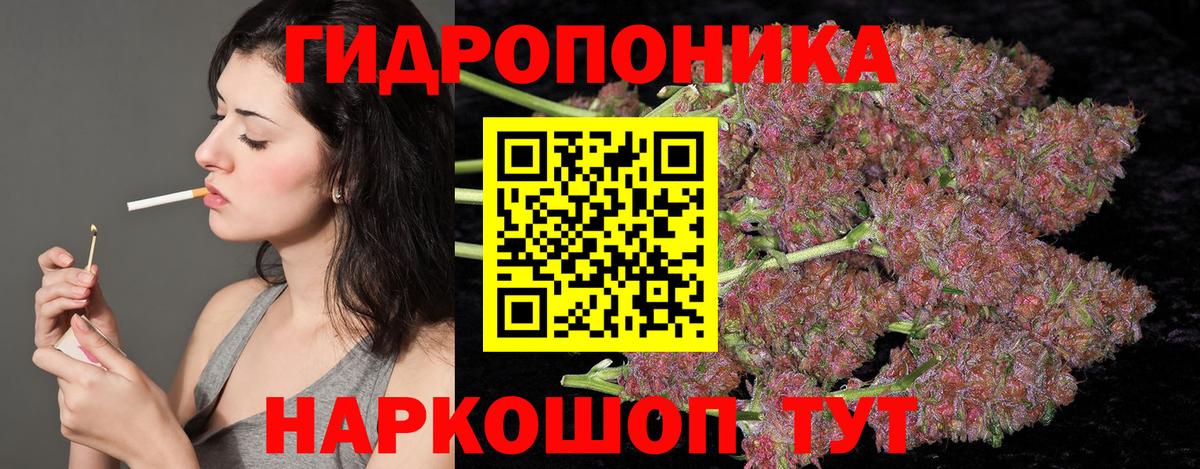 Бошки Шишки семена  Канабис OG Kush  Вход с VPN  Благодарный  Канабис семена 